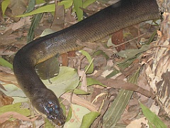 CairnsTC203 Cairns Tropical Zoo
